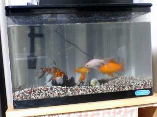 ファイル名: suiso.jpg
ファイルサイズ: 10.3KB 水槽