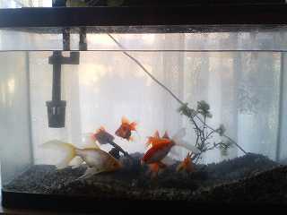 ファイル名: suisou.jpg
ファイルサイズ: 7.9KB 水槽