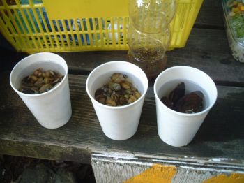 ファイル名: DSCF0045.jpg
ファイルサイズ: 20.1KB 集めた大量の貝