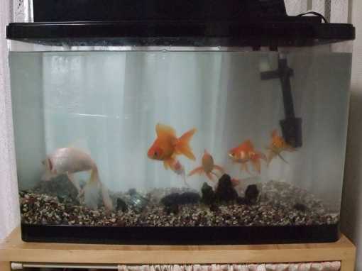 ファイル名: DSCF3170.jpg
ファイルサイズ: 15.3KB 綺麗になった水槽