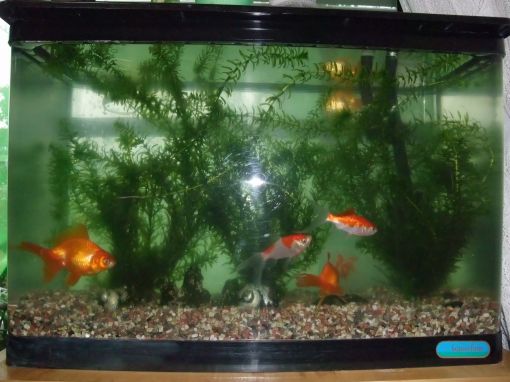 ファイル名: DSCF5411.jpg
ファイルサイズ: 37.1KB 水を入れ替えた水槽