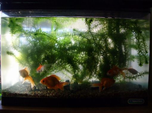 ファイル名: DSCF5546.jpg
ファイルサイズ: 33.3KB 水槽