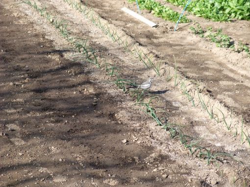 ファイル名: DSCF5763.jpg
ファイルサイズ: 66.3KB 鳥