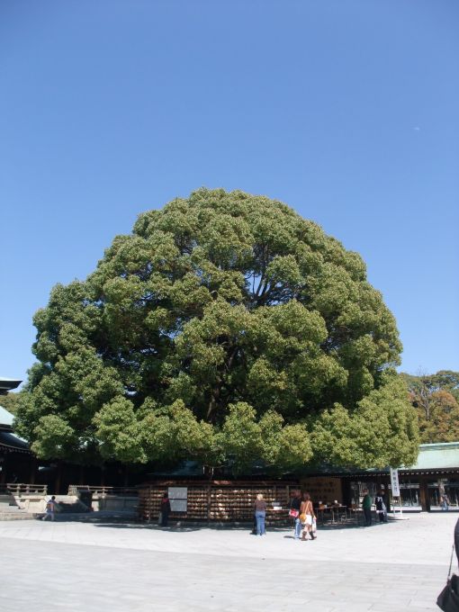 ファイル名: DSCF6641.jpg
ファイルサイズ: 61.5KB 絵馬を掛ける大木?