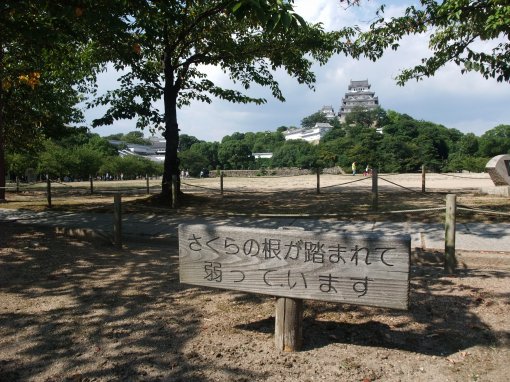 ファイル名: DSCF7870.jpg
ファイルサイズ: 71.9KB さくらの根が踏まれて弱っています