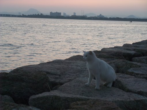 ファイル名: DSCF8157.jpg
ファイルサイズ: 35.7KB 琵琶湖の猫