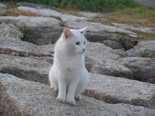 ファイル名: DSCF8159.jpg
ファイルサイズ: 48.2KB 琵琶湖の猫